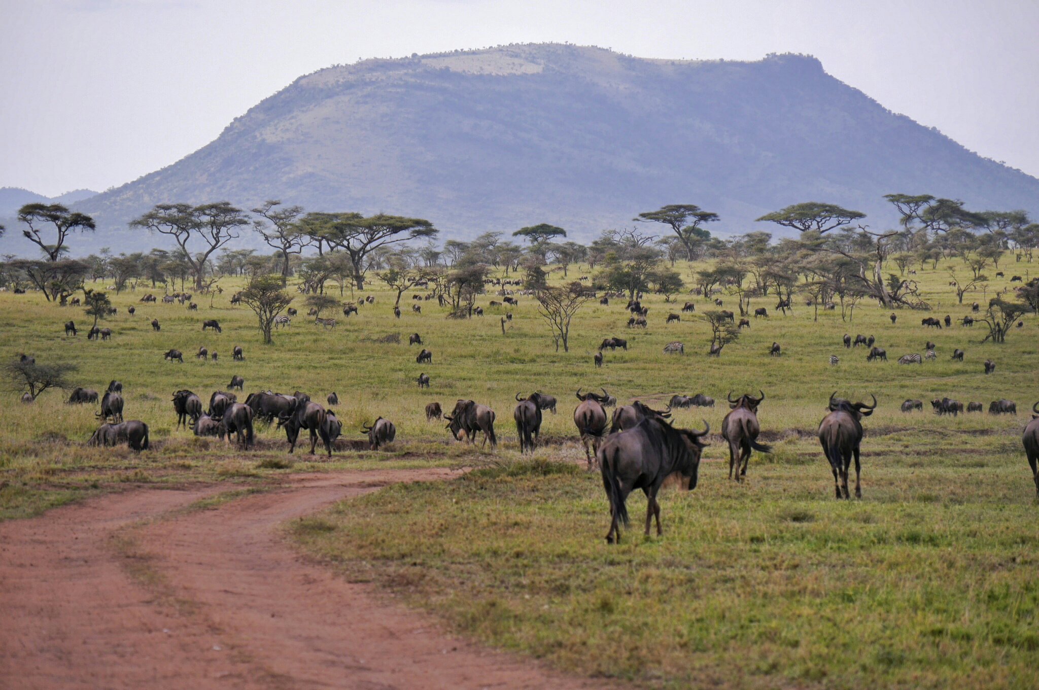 Tansania | Selbstfahrer Safari durch die Serengeti Tansania | Selbstfahrer Safari durch die Serengeti
