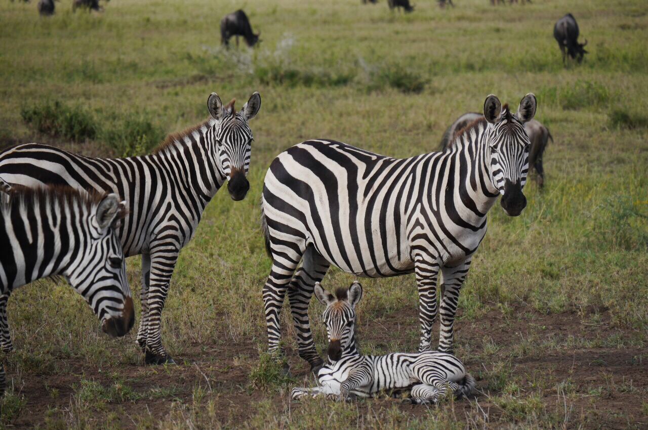 Tansania | Selbstfahrer Safari durch den Ngorongoro Nationalpark