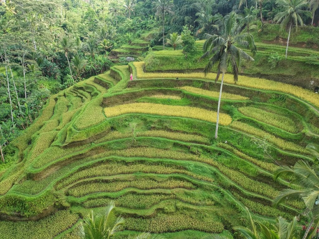 The Best Things To Do In Ubud Bali The Best Things To Do In Ubud Bali